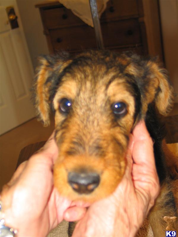 Airedale Terrier Puppies